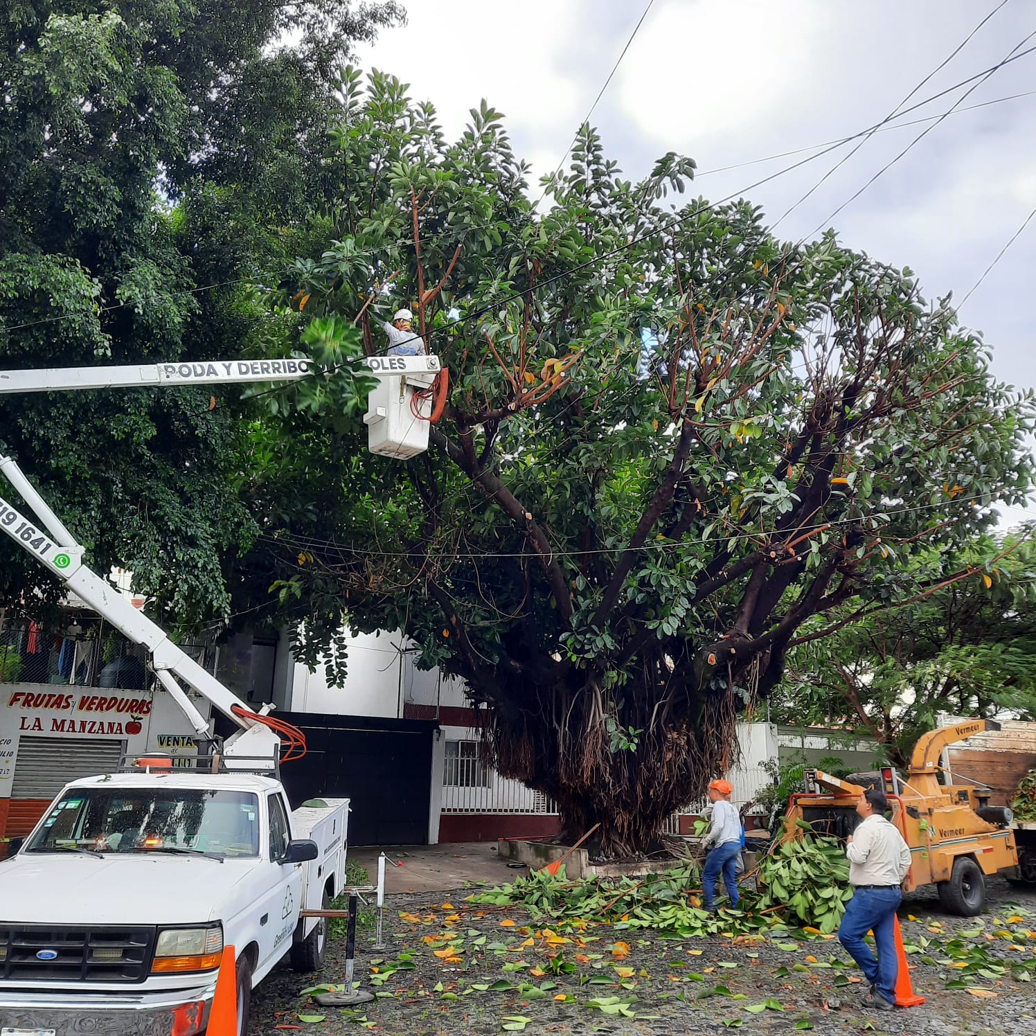 Poda de árboles