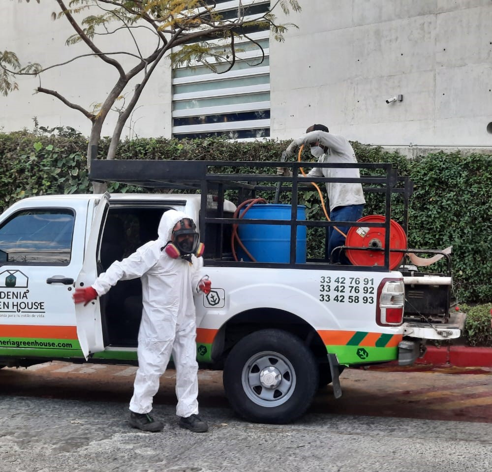 Fumigación antes