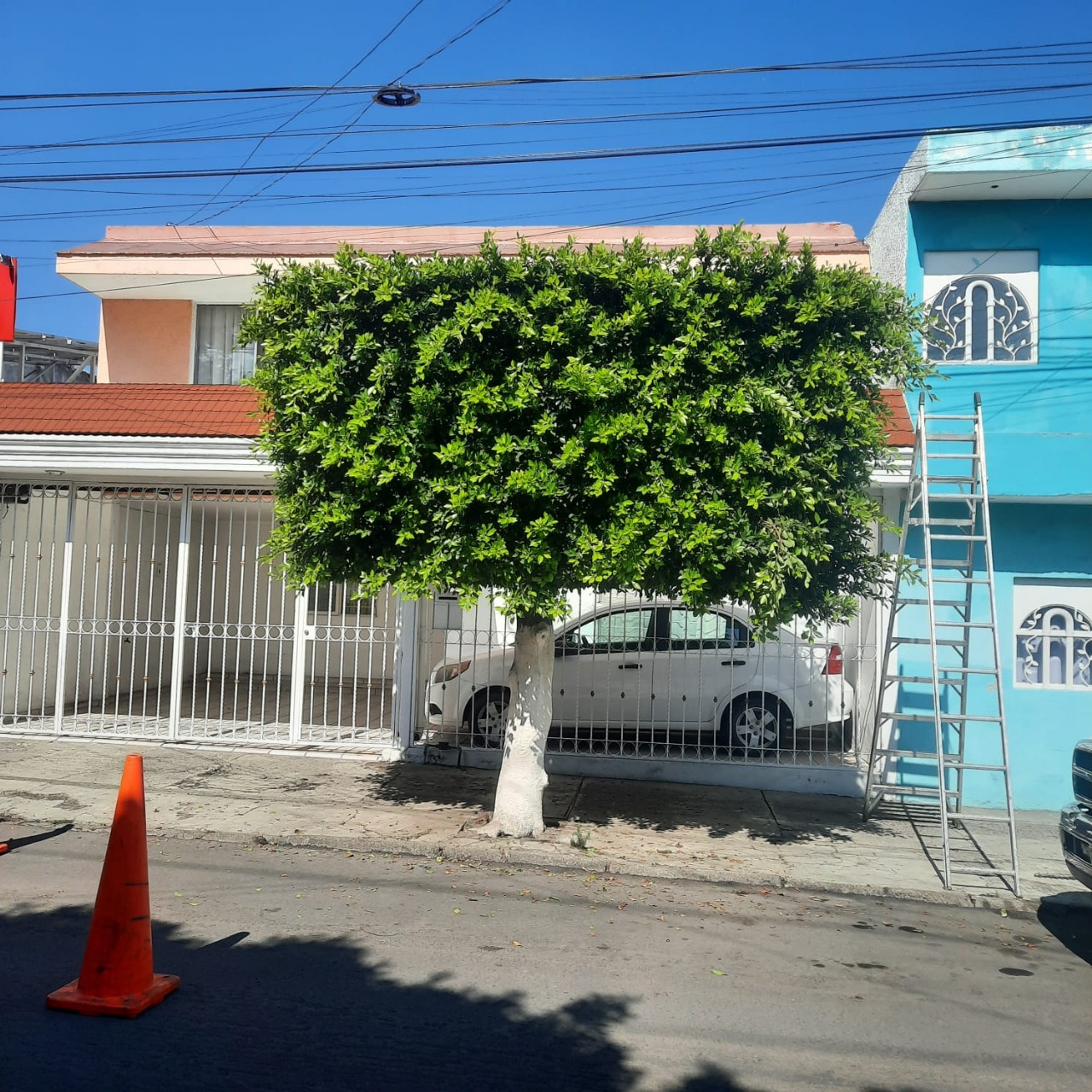 Ficus antes de la poda