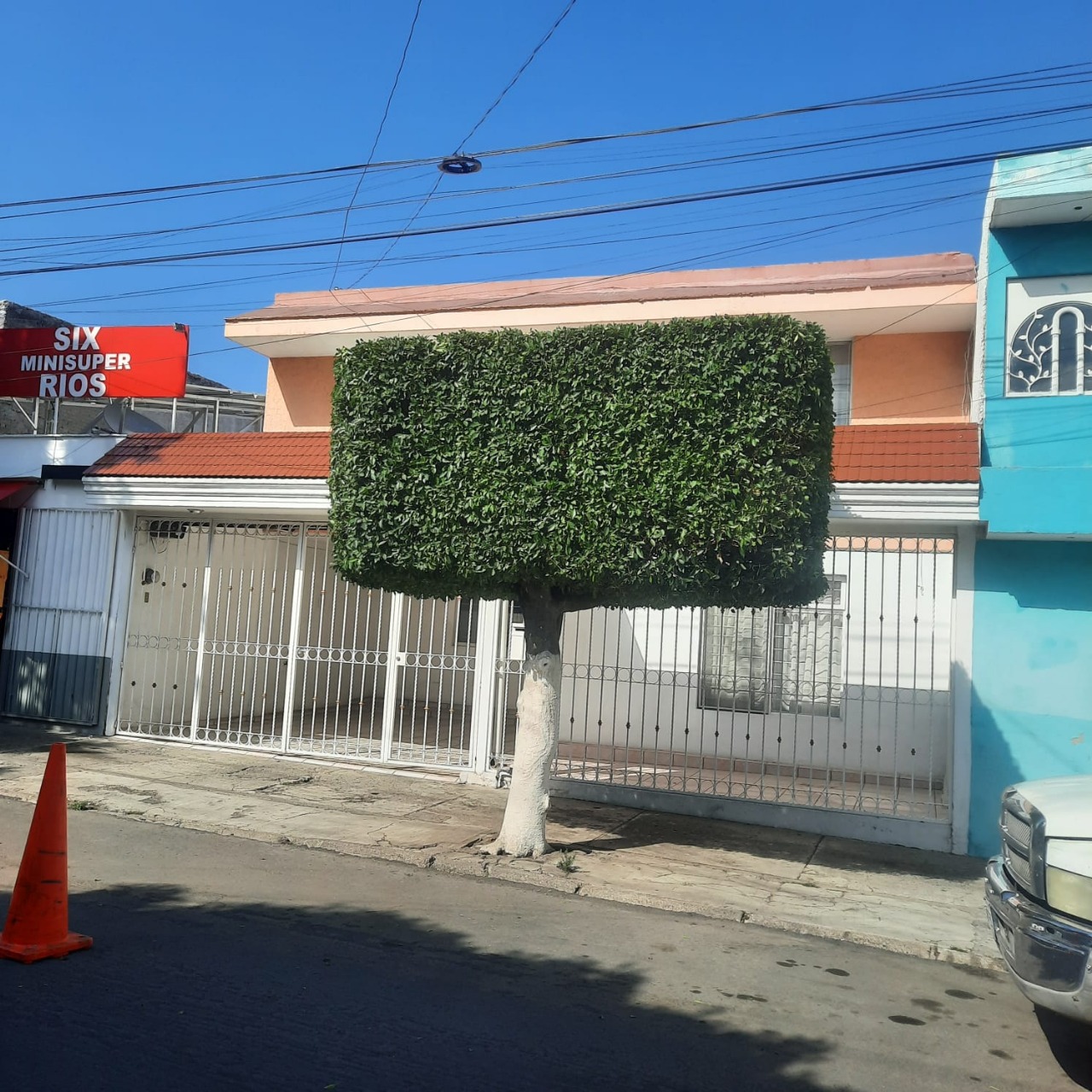 Ficus después de la poda