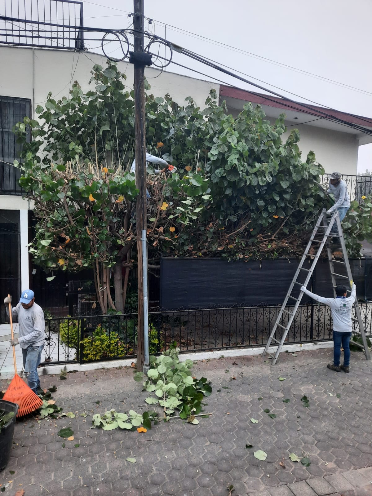 Majagua antes de la poda